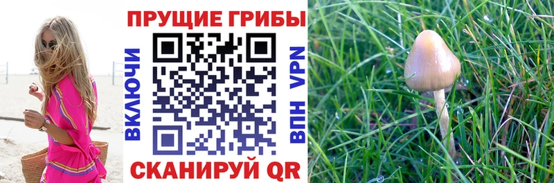 Псилоцибиновые грибы Psilocybe  Купить закладки  Магадан 